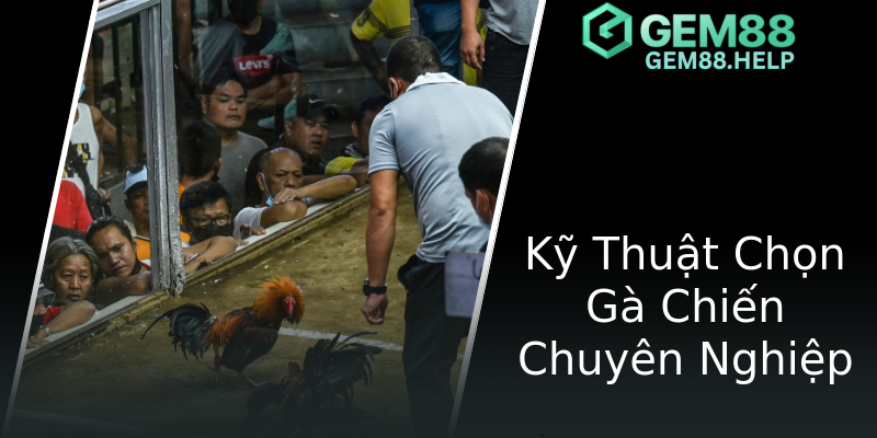 Kỹ Thuật Chọn Gà Chiến Chuyên Nghiệp Kỹ Thuật Chọn Gà Chiến Chuyên Nghiệp
